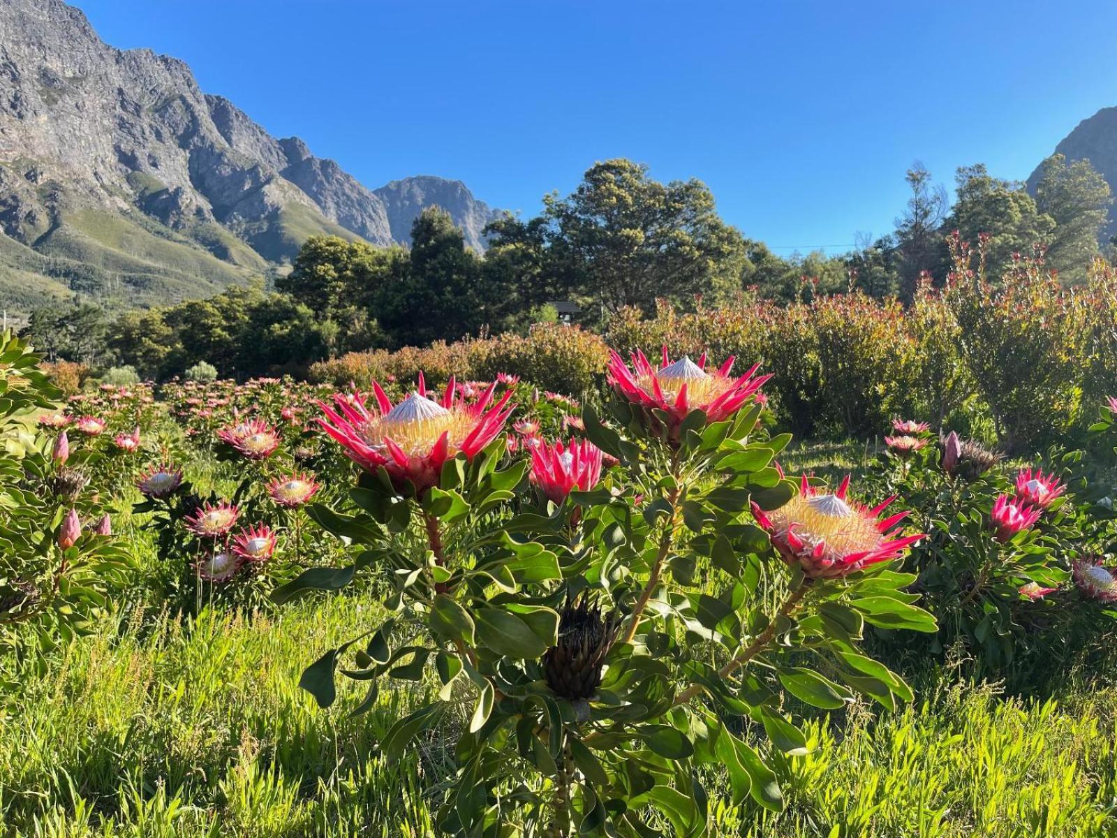 Chambray Estate - The Terraces In The Vines 3* Franschhoek